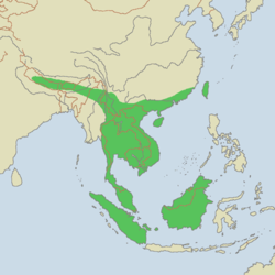 Área de distribución original de la pantera nebulosa. Algunas poblaciones, como la taiwanesa, se han extinguido en tiempos recientes.