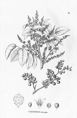 Cnestidium lasiocarpum.jpg