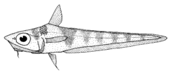Coelorinchus fasciatus (Banded whiptail).gif