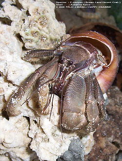 Coenobita cavipes Nigrum in Achatina fullica.jpg