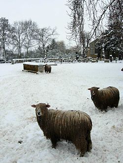 Cold Feet Sheep.jpg