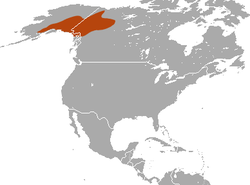 Collared Pika area.png