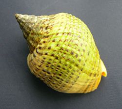 Cominella adspersa (speckled whelk).JPG