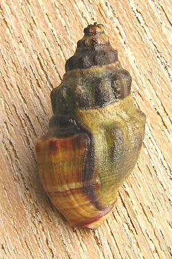 Cominella glandiformis (mud whelk).JPG