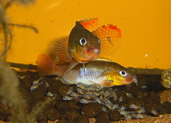 Congochromis sabinae Tshuapa.jpg