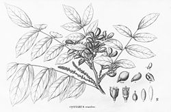 Connarus erianthus.jpg
