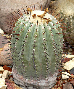 Copiapoa cinerea 1.jpg