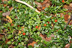 Coralito (Nertera granadensis).JPG