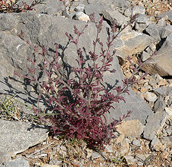 Cordylanthus parviflorus 2.jpg