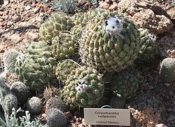 Coryphantha calipensis - Desert Botanical Garden.jpg