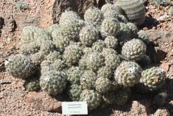 Coryphantha pycnacantha - Desert Botanical Garden.jpg