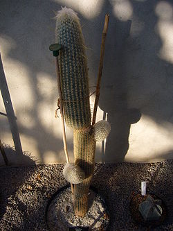Cotton ball cactus - Espostoa lanata.jpg