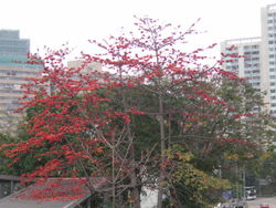 Cotton tree at Tsing Yi Island.jpg