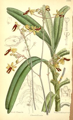 Cottonia peduncularis (as Cottonia macrostachya) - Curtis' 116 (Ser. 3 no. 46) pl. 7099 (1890).jpg