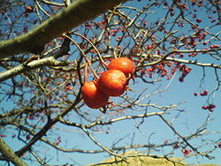 Crataegus pinnatifida fruit (detail), Yongin.jpg