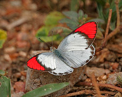 Crimson Tip (Colotis danae)- Male in Hyderabad, AP W IMG 7098.jpg