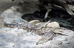 Crocodylus johnsoni.JPG