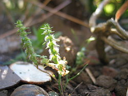 Cruciata articulata.jpg