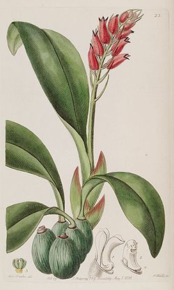 Cryptochilus sanguineus - Edwards vol 24 (NS 1) pl 23 (1838).jpg