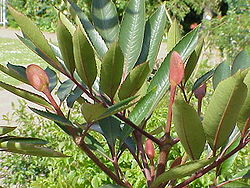 Cunonia capensis1.jpg