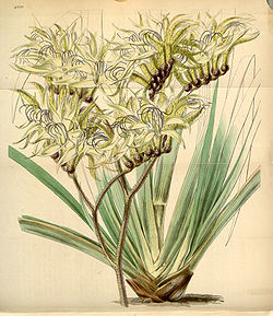 Curtis's Botanical Magazine, Plate 4291 (Volume 73, 1847).jpg