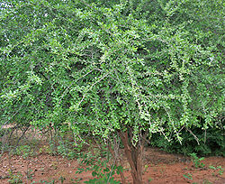 Cutanaregam spinosa (Mountain Pomegranate) in Hyderabad, AP W IMG 9298.jpg