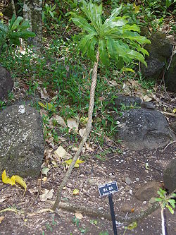 Cyanea hardyi (Limahuli Garden and Preserve).JPG