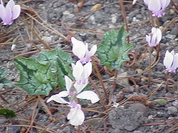 Cyclamen hederifolium0.jpg
