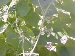Cyclanthera pedata0.jpg