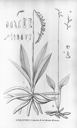 Cyclopogon congestus (as syn. Spiranthes alpestris) - Hapalorchis lineata (as syn. Spiranthes lineata) - Flora Brasiliensis 3-4-41.jpg