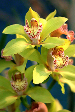 Cymbidium Hookeranium.jpg