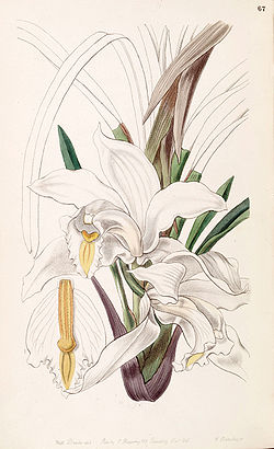 Cymbidium eburneum - Edwards vol 33 (NS 10) pl 67 (1847).jpg