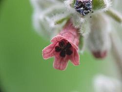 Cynoglossum cheirifolium flor.jpg