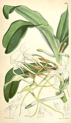 Cyrtorchis chailluana (as Angraecum chailluanum) - Curtis' 92 (Ser. 3 no. 22) pl. 5589 (1866).jpg