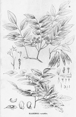 Dalbergia frutescens.jpg