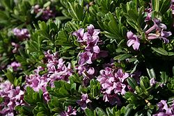Daphne-sericea-flowering.JPG