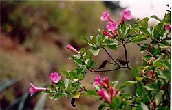 Delostoma roseum Bignioniaceae Pierre-Olivier Combelles.jpg