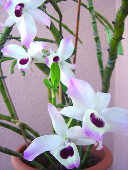 Dendrobium anosmum 1 .JPG