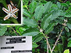 Detail of Coffea canephora branch and leaves.jpg