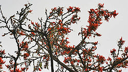 Dhak (Butea monosperma) flowers in Kolkata W IMG 4217.jpg