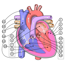 Diagram of the human heart (multilingual 2).svg