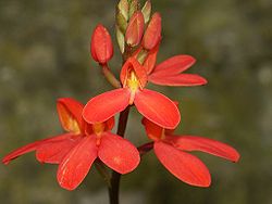 Disa cardinalis 250603.jpg