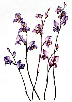 Disa purpurascens00.jpg