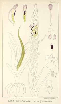 Disa reticulata - Icones Orchidearum Austro-Africanarum plate 88 (1911).jpg