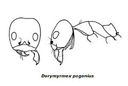 Dorymyrmex pogonius.jpg