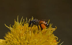 Drawf Honey Bee (India).jpg