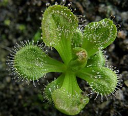 Drosera whittakeri Darwiniana.jpg