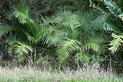 Dypsis baronii.jpg