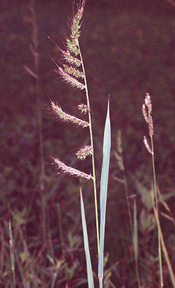 Echinochloa crus-galli.jpg
