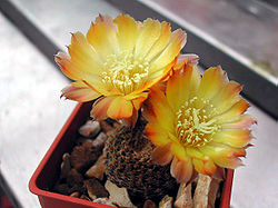 Echinopsis famatinensis1PCJO.jpg